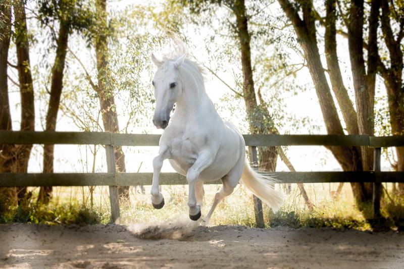 Mijn eigen PRE Furia XXXI